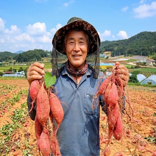 국내산 해남 호풍미호박고구마, 한입, 10kg, 1개