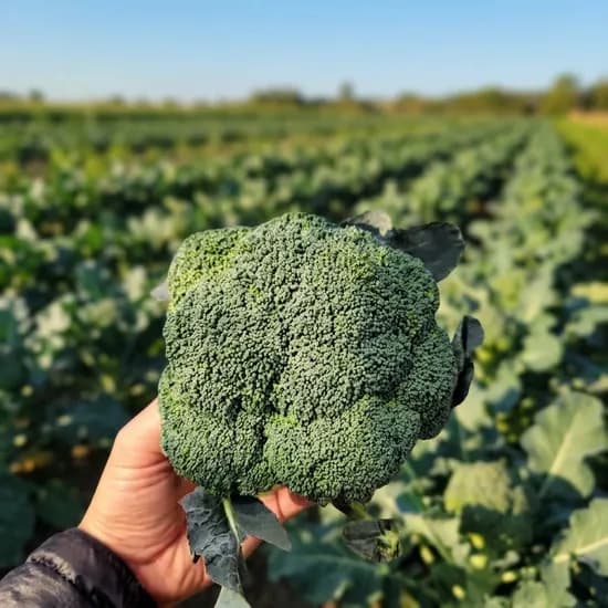 국내산 산지직송 브로콜리, 1kg, 1박스