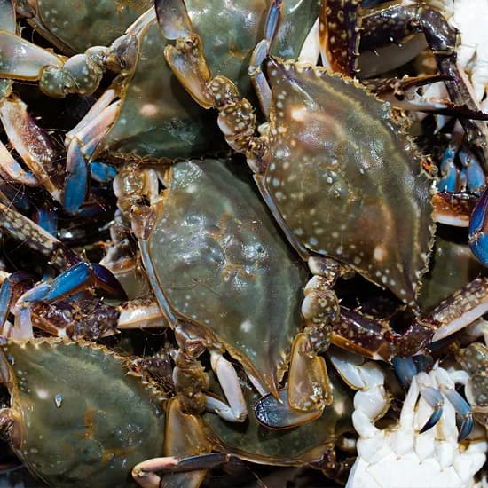 최강어부 태안 활 숫꽃게, 2kg, 1개