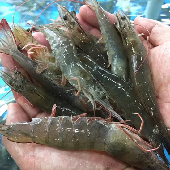 신안 국내산 생물 흰다리새우, 45미 내외, 1kg, 1개