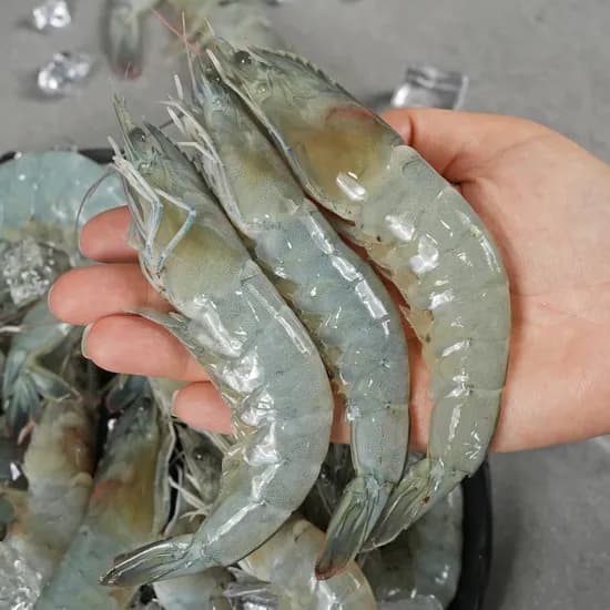 국내산 활새우 생새우 대짜 흰다리새우, 40미 내외, 1kg, 1개