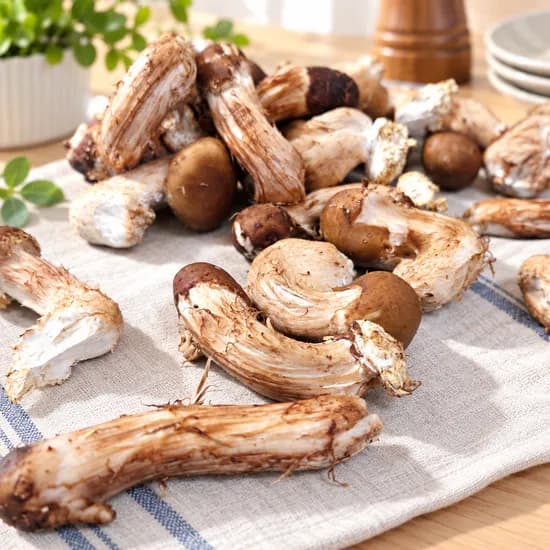 오늘출발 산지직송 초신선 무농약 친환경 참송이버섯, 조림볶음용, 500g, 1개