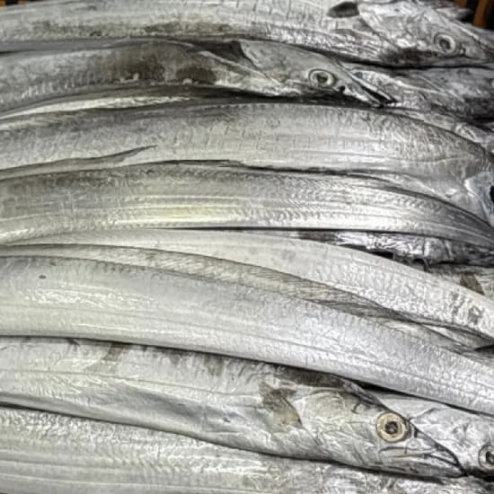제주 생물 은갈치, 20마리, 4kg, 1박스