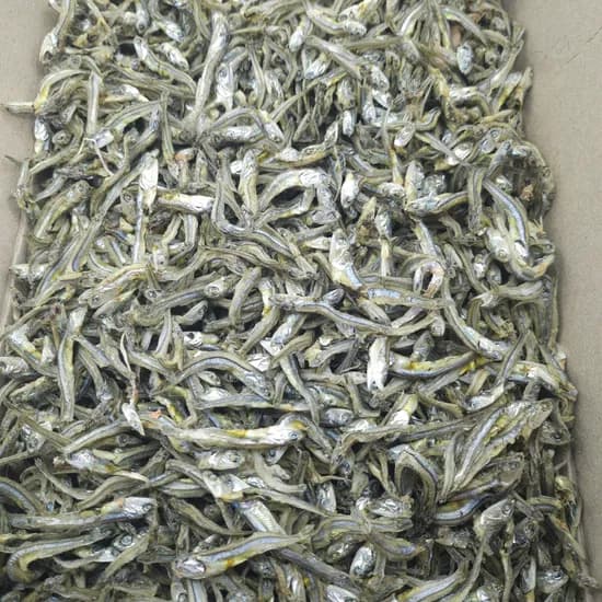 산지직송 국내산 조림용 고바멸치, 1.5kg, 1박스