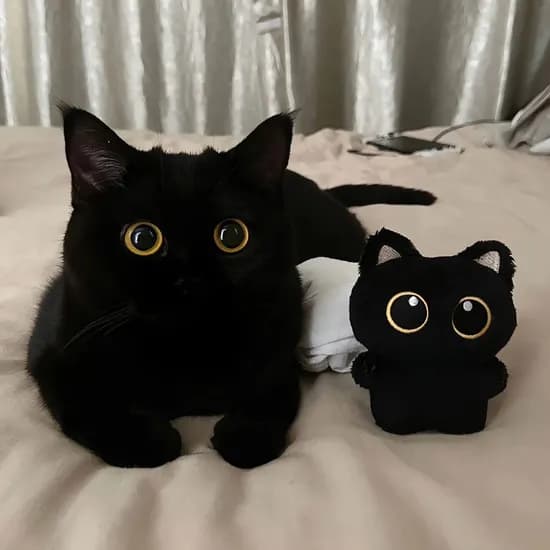 데데리트 깜냥이 인형 키링, 블랙, 1개