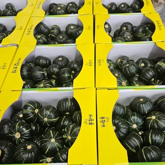 철이네 제주 밤호박, 특품 로얄과, 2.5kg, 1박스
