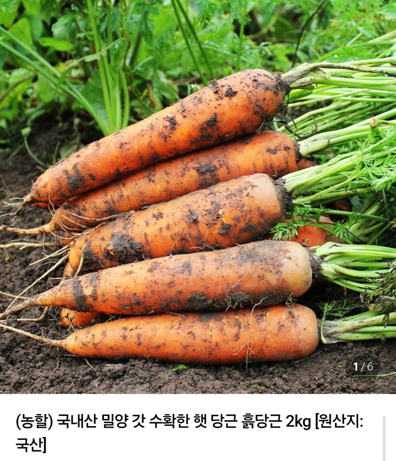 국내산 밀양 햇당근 5kg