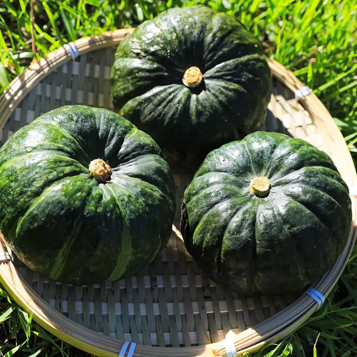 제주 달큰한 미니 보우짱 정품 밤호박 5kg 10890원