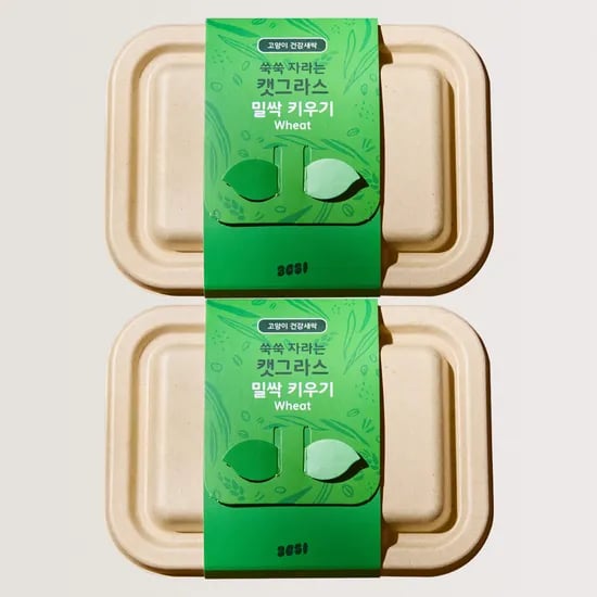 3651 쑥쑥 자라는 캣그라스 키우기 키트 재배세트 밀싹, 160g, 2개