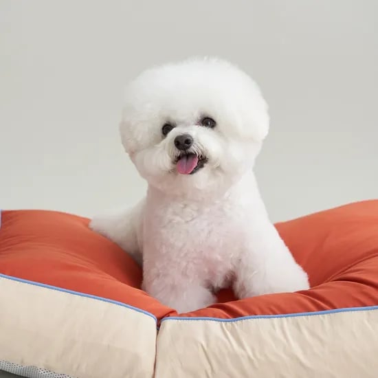 뜯김없는 알러지케어 강아지방석 고양이 애견방석 (오염방지 방수솜)