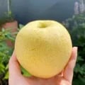 국내산 황금배 가정용 4.5kg 중소과