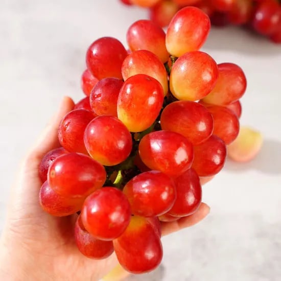 레드샤인 써니돌체 레드포도 2kg 3수