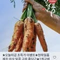 제주 구좌 흙당근 혼합 2kg