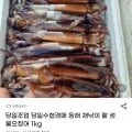 동해 채낚이 활 생물오징어 kg 1개