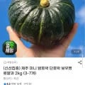 제주 미니 밤호박 보우짱 로얄과 2kg (8,010원/무배)