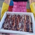 국내산 활 채낚오징어 1kg (16,080원/무료)