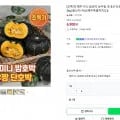 제주 미니 밤호박 보우짱 국내산 단호박 로얄과 1kg (6900원/무배)