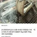 국내산 자포니카 손질 민물장어 1kg (19,590원/무배)