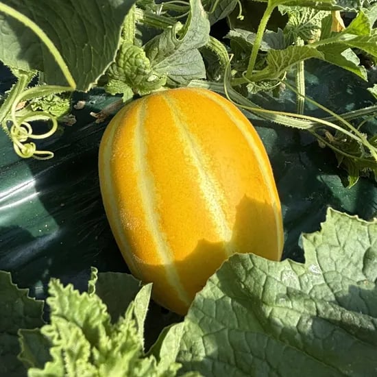농부픽 성주 꿀 참외, 못난이, 10kg, 1박스