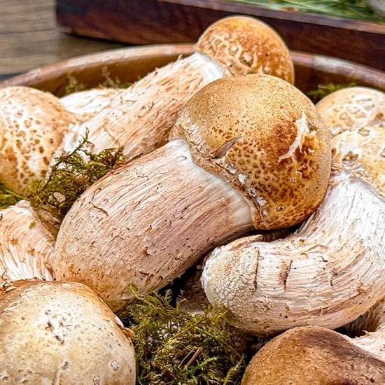 농가살리기 무농약 참송이버섯, 꼬마, 500g, 1개