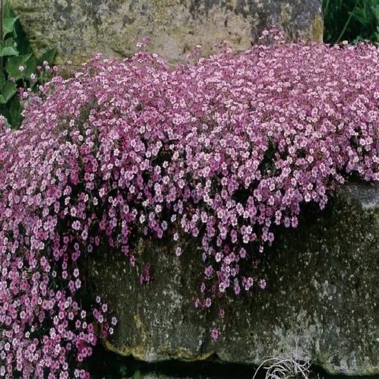 모야모 알프스안개꽃 덤불안개꽃 Gypsophila repens Rosea, 핑크, 1봉