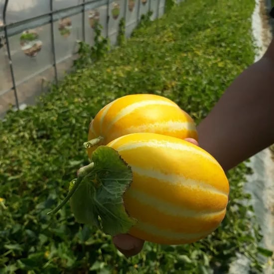 홈메이트 실속 성주 꿀참외, 혼합과, 10kg, 1박스