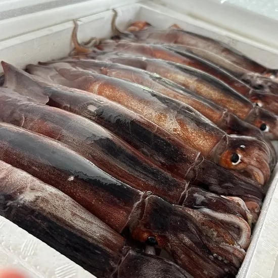횟감 생물 활 오징어, 1kg, 1팩