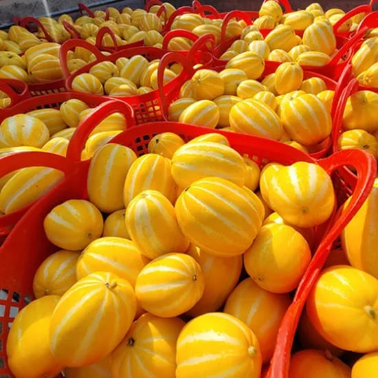 성주참외, 가정용, 못난이, 10kg, 1개