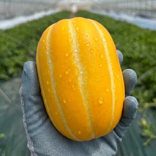 성주 못난이 참외, 10kg, 1박스