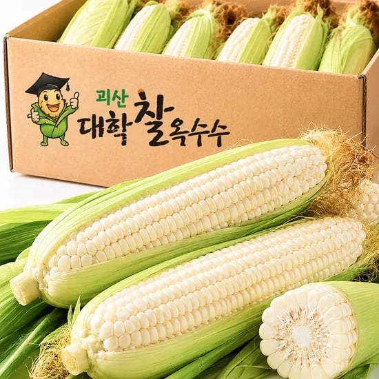 꿀농 괴산대학찰옥수수, 특품, 16cm 이상, 300g, 20개