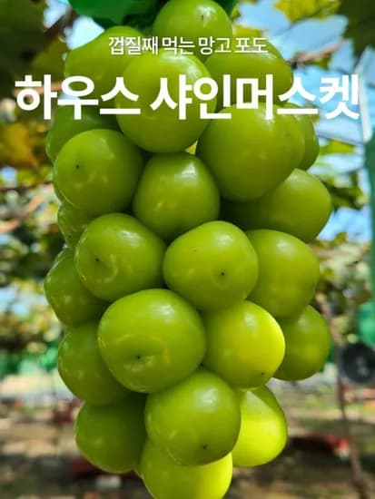 산지직송 고당도 샤인머스켓 2kg 3~4수 (12,980원 / 무배) 산지직송 고당도 샤인머스켓 2kg 3~4수 (12,980원 / 무배)