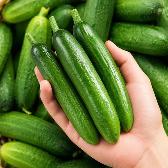 국내산 미니오이, 500g, 1박스 국내산 미니오이, 500g, 1박스